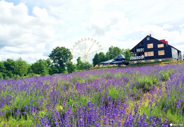 闪婚后悔了能离吗？学会这招，心态稳了很多