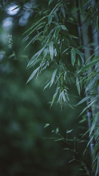 老婆出轨后还能挽回吗：从心理学视角给出的专业建议