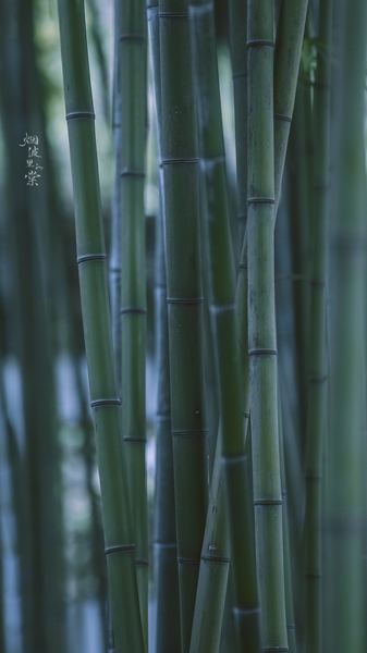 每天坚持做一件小事的力量自救手册：从今天开始改变